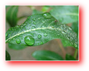 Green Storage, Filing & Furniture Solutions - Click Here
